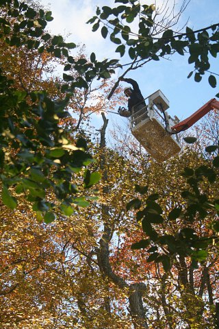 dismantling--thinning