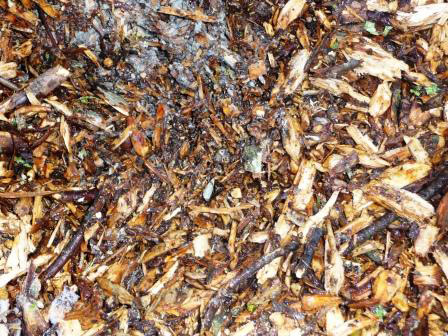 woodchips-less-than-1-week-old